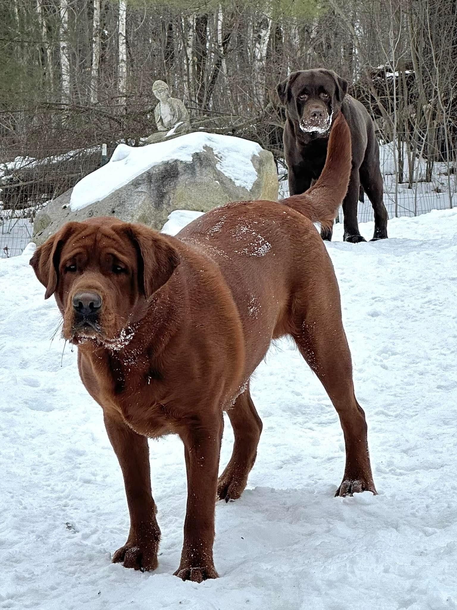 APPLE TREE ENLIGHTENED BOW CHICKA BOW WOW