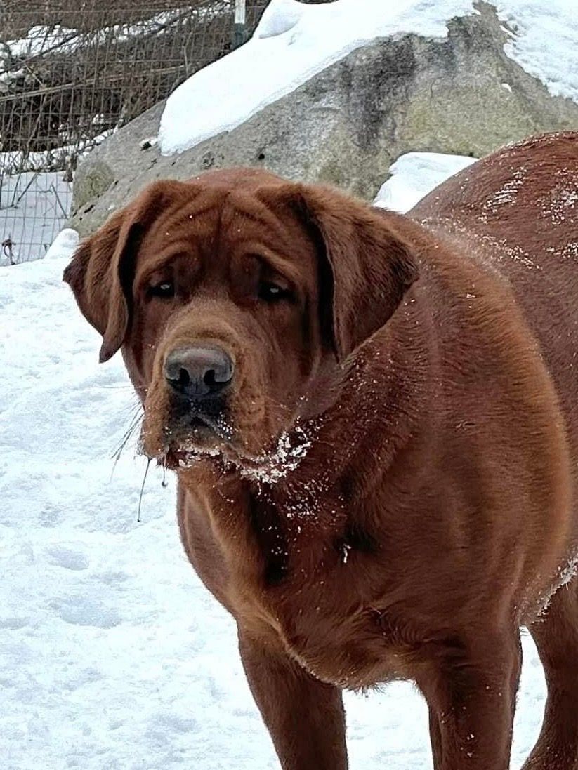 APPLE TREE ENLIGHTENED BOW CHICKA BOW WOW