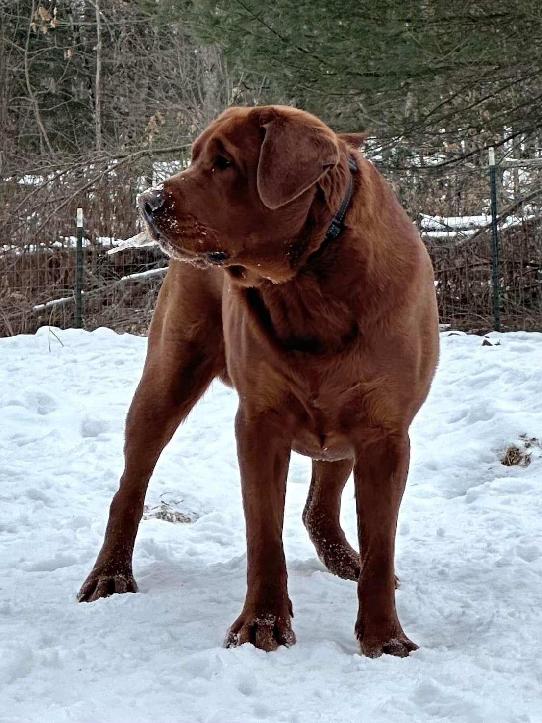 APPLE TREE ENLIGHTENED BOW CHICKA BOW WOW