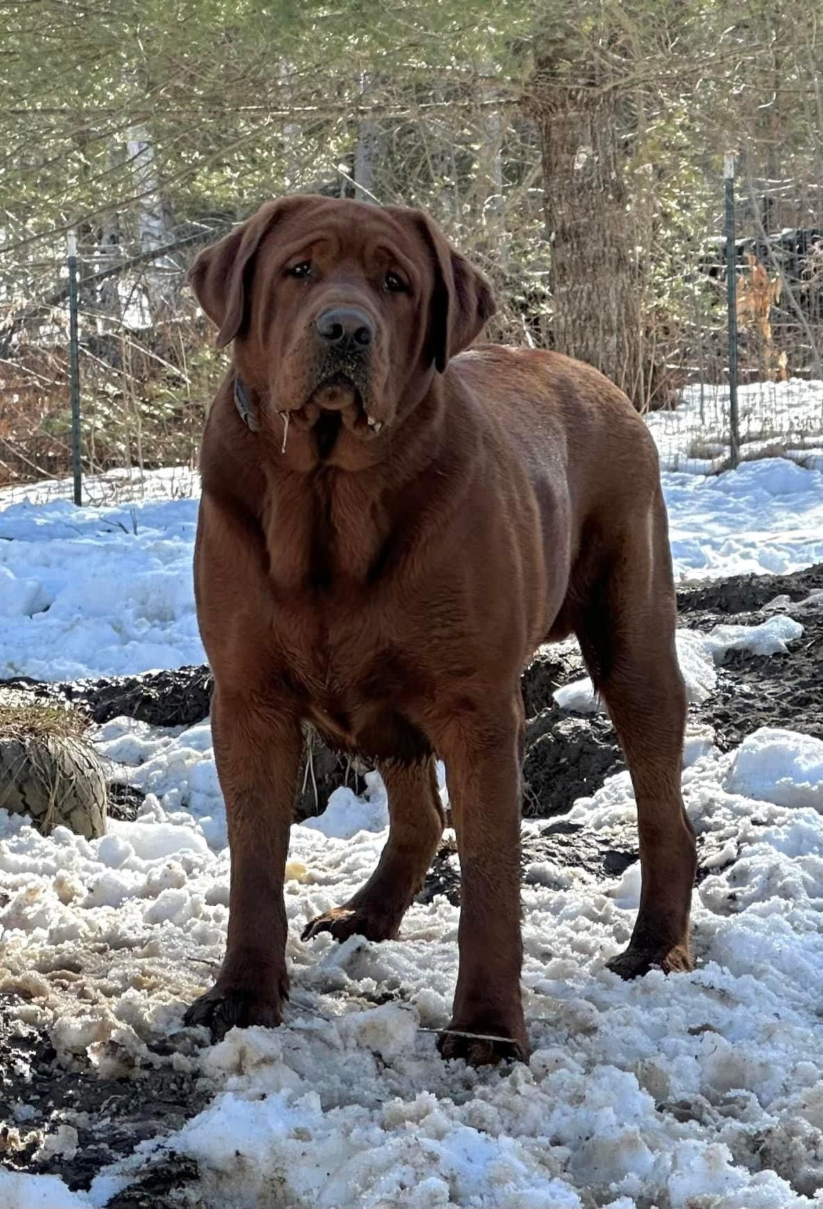 APPLE TREE ENLIGHTENED BOW CHICKA BOW WOW