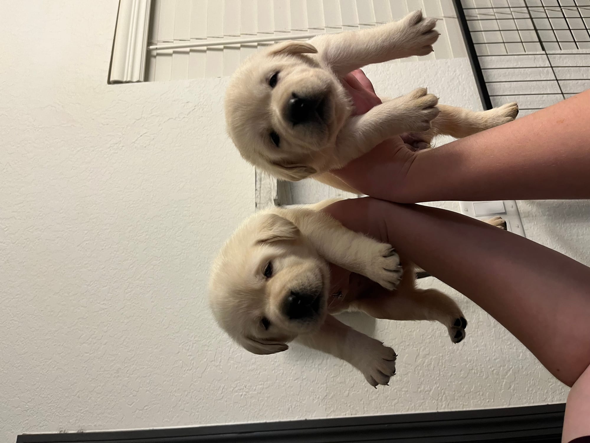 Past Baymax Puppies 