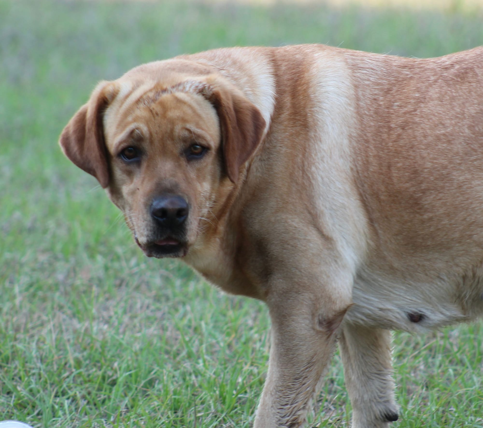 Penny Lane’s Honeybun Pride N Joy