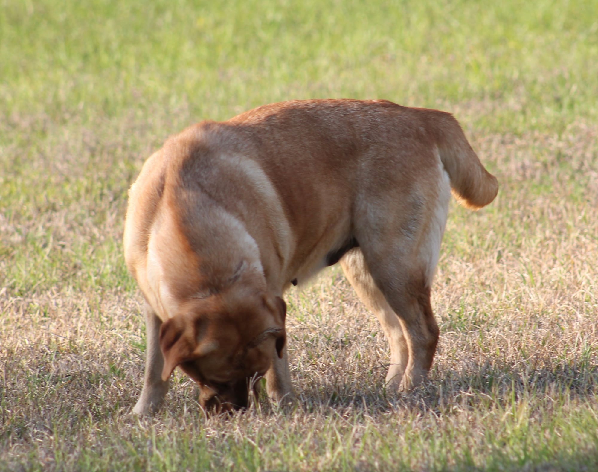 Penny Lane’s Honeybun Pride N Joy
