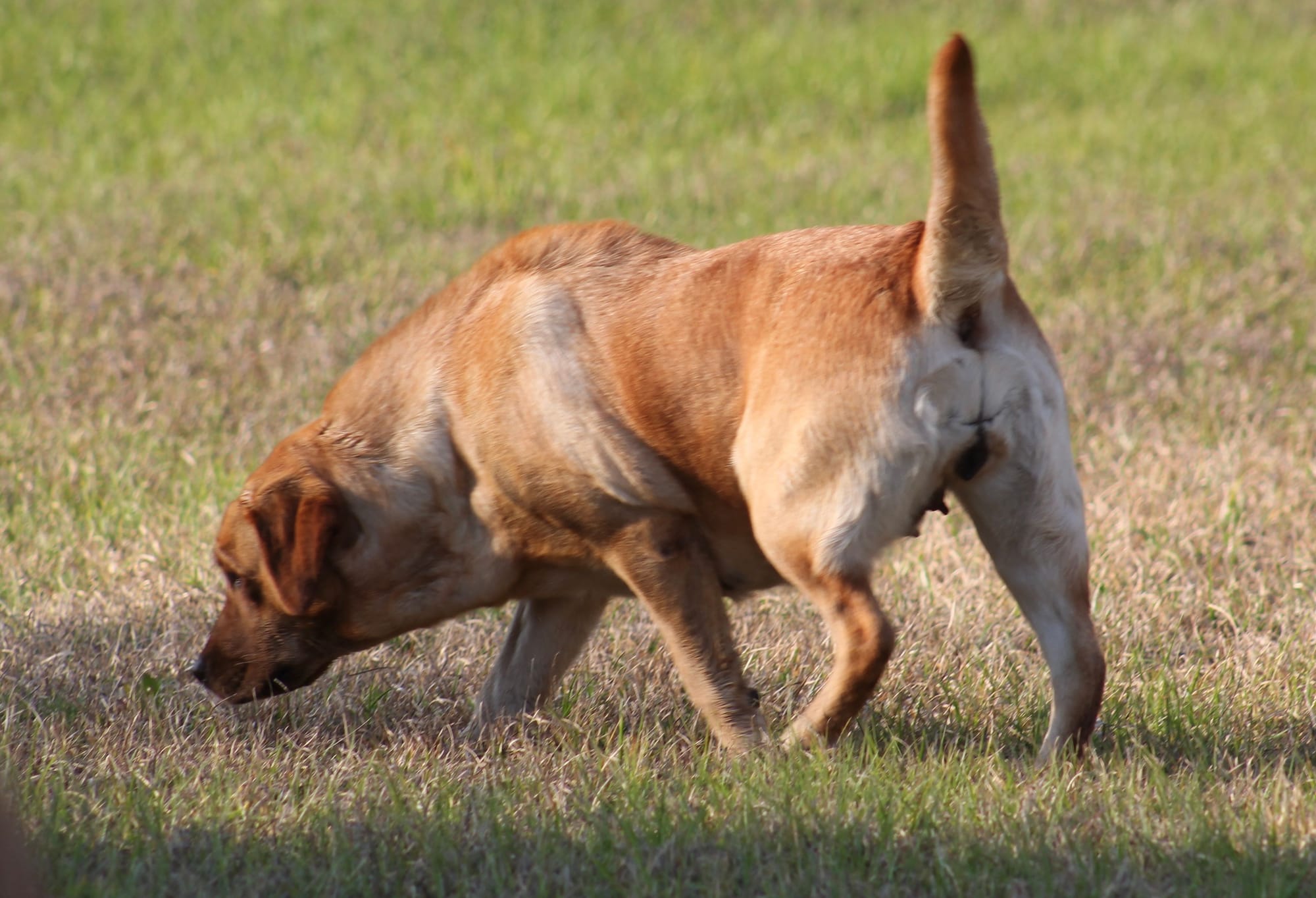 Penny Lane’s Honeybun Pride N Joy