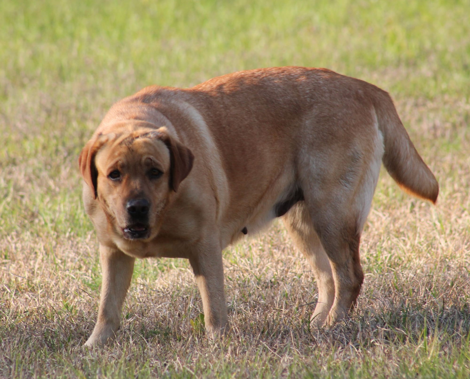 Penny Lane’s Honeybun Pride N Joy