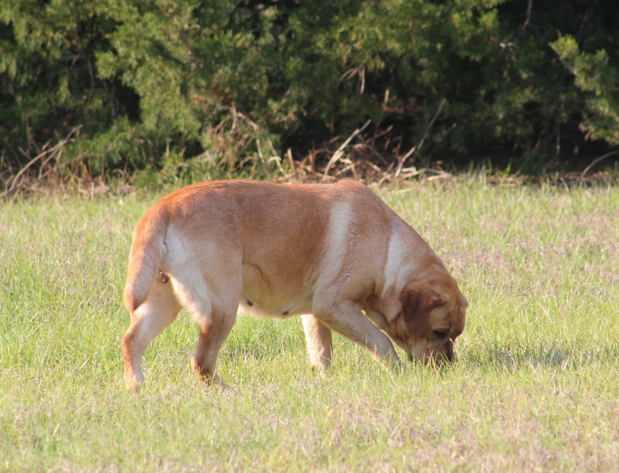 Penny Lane’s Honeybun Pride N Joy
