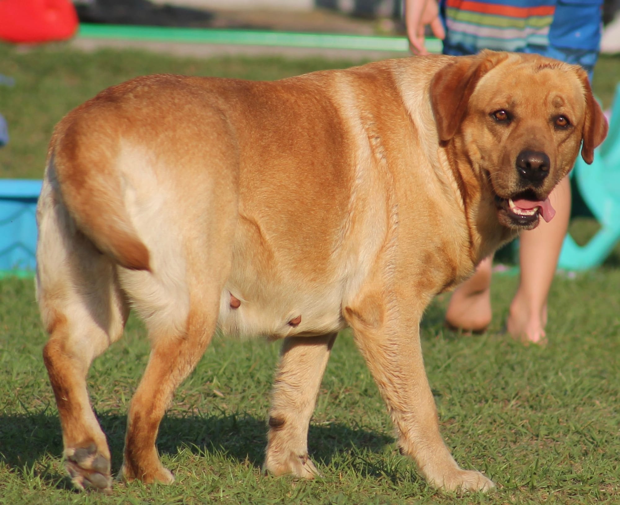 Penny Lane’s Honeybun Pride N Joy