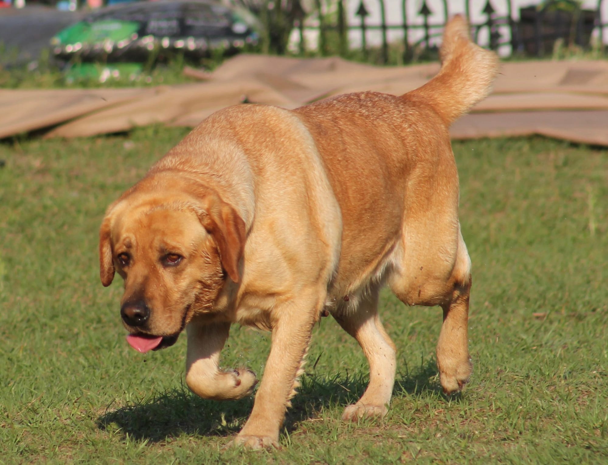 Penny Lane’s Honeybun Pride N Joy