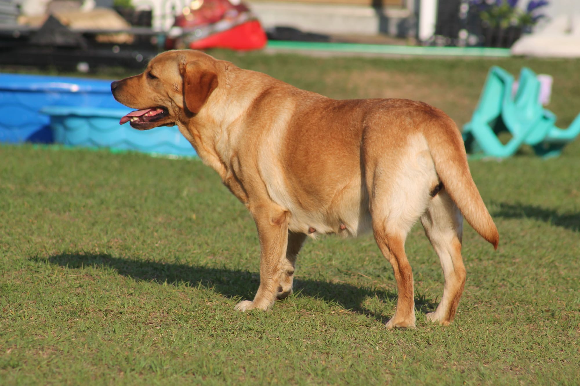 Penny Lane’s Honeybun Pride N Joy