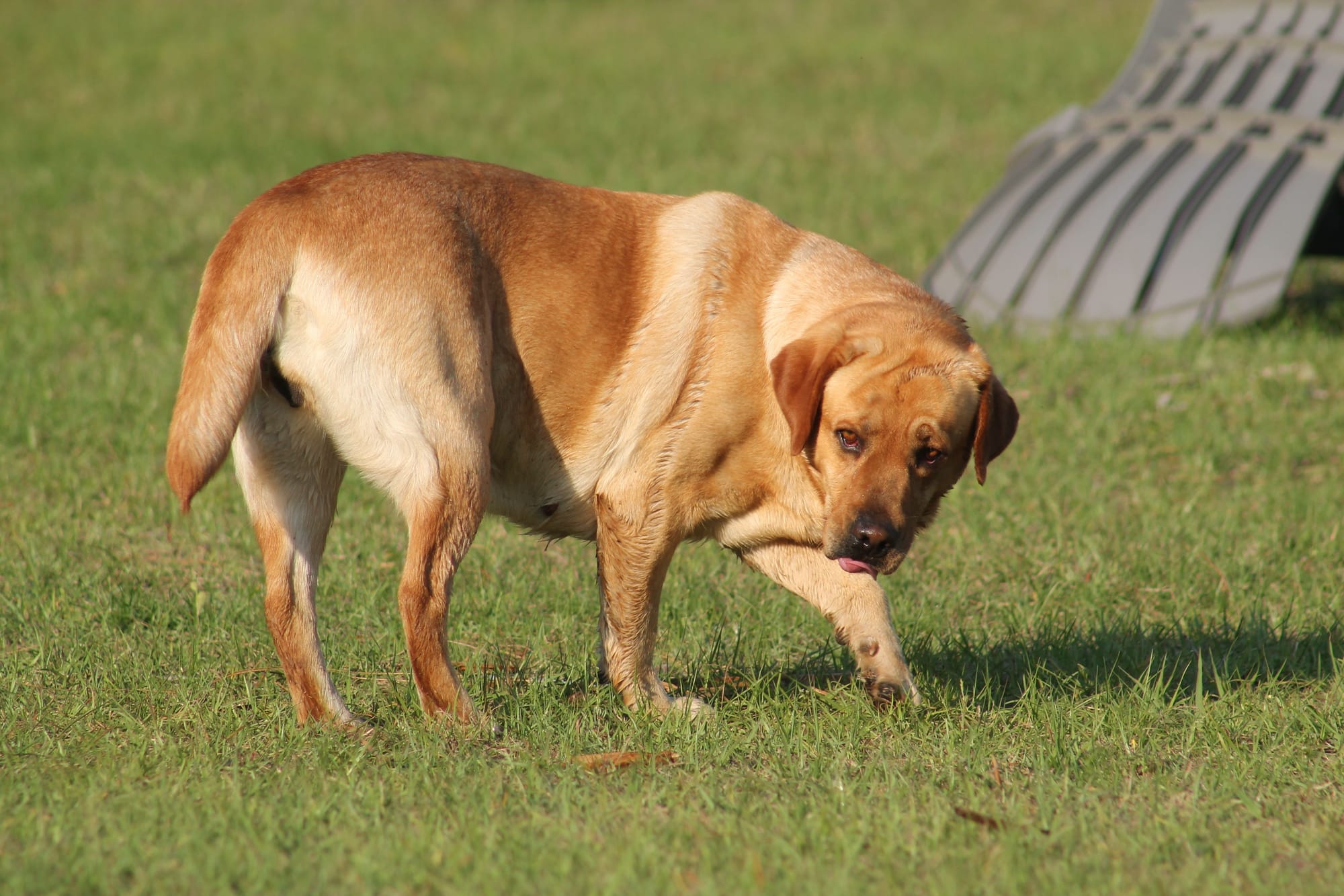 Penny Lane’s Honeybun Pride N Joy