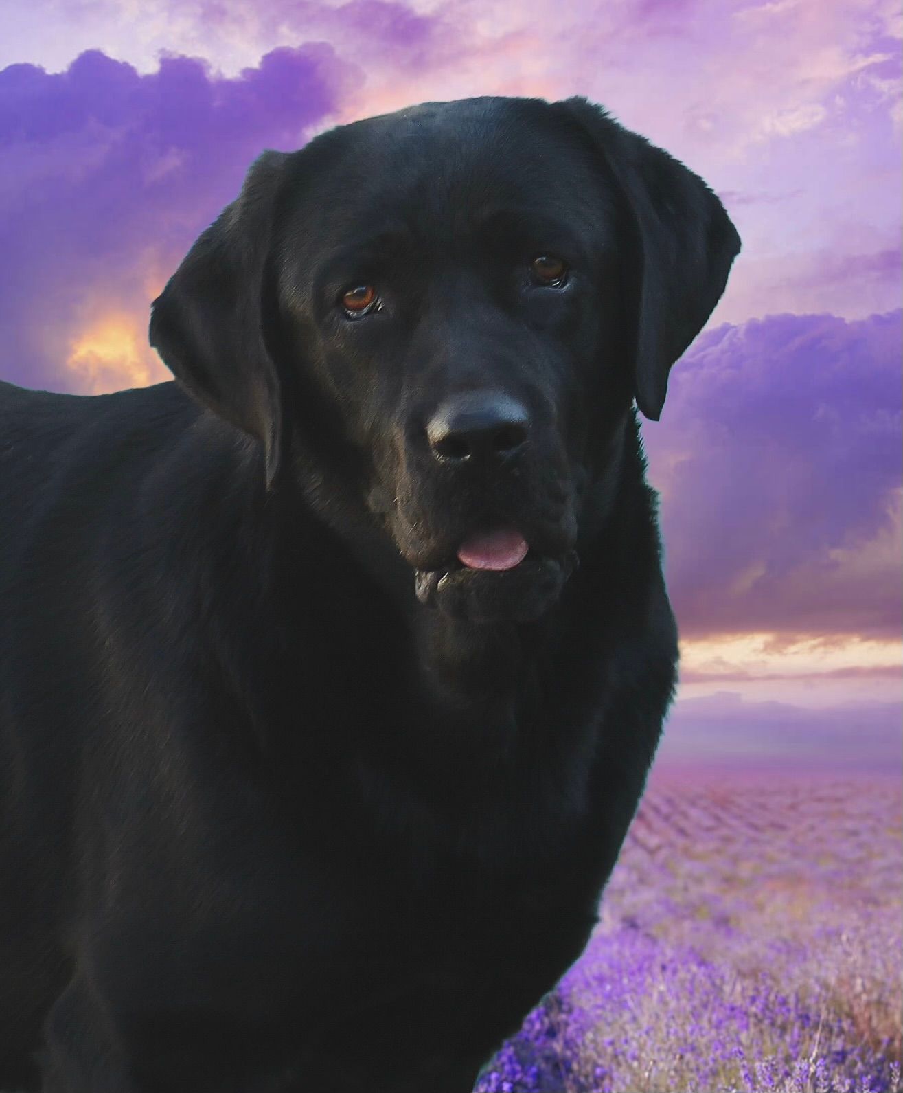 Penny Lane’s Lost In The Twyla Zone