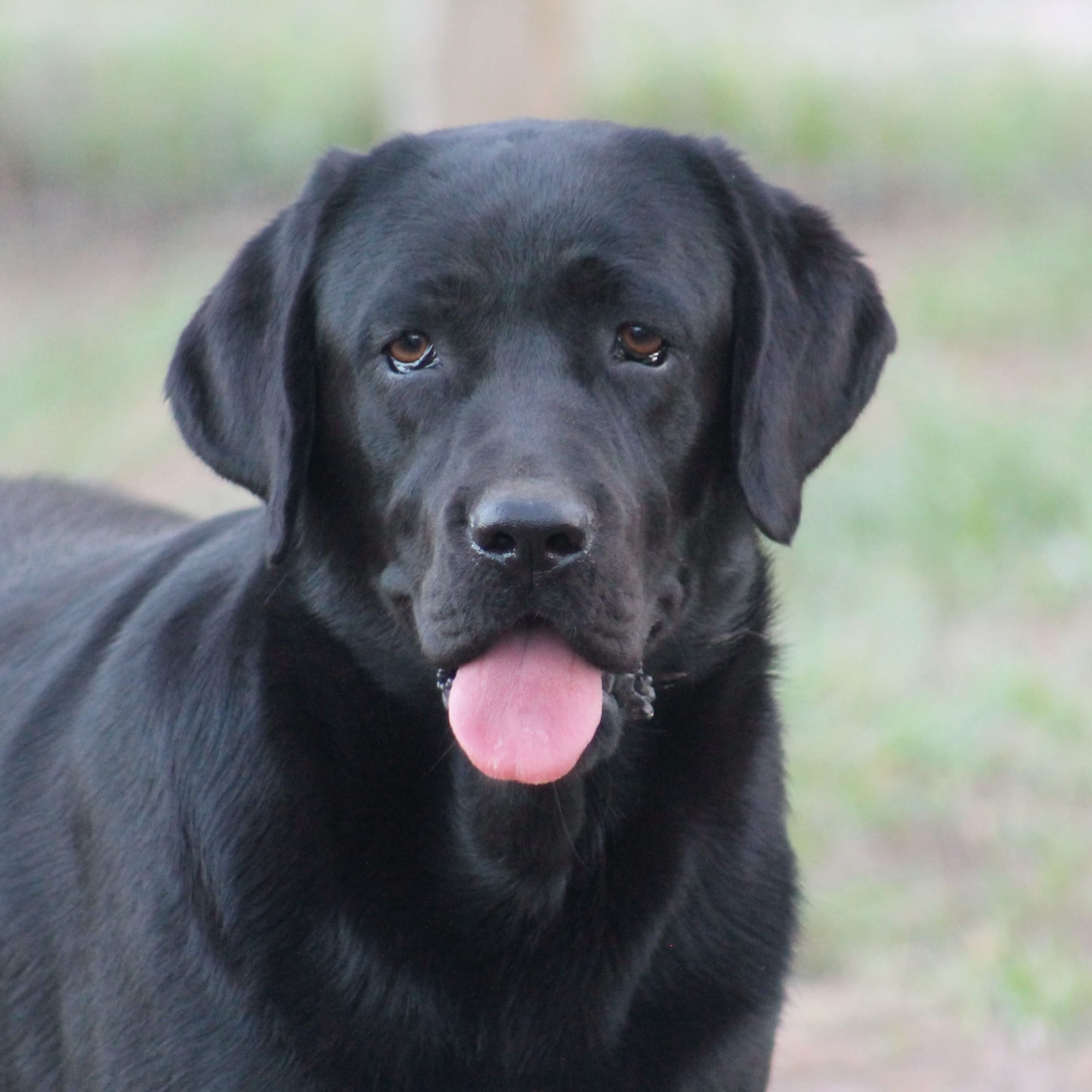 Penny Lane’s Lost In The Twyla Zone