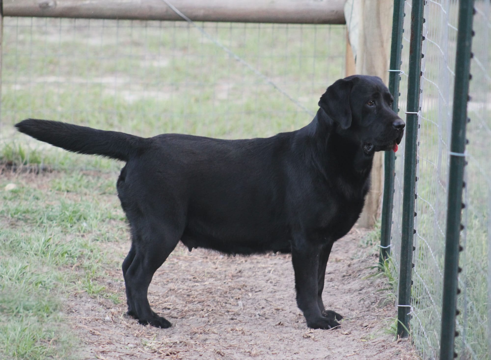 Penny Lane’s Lost In The Twyla Zone