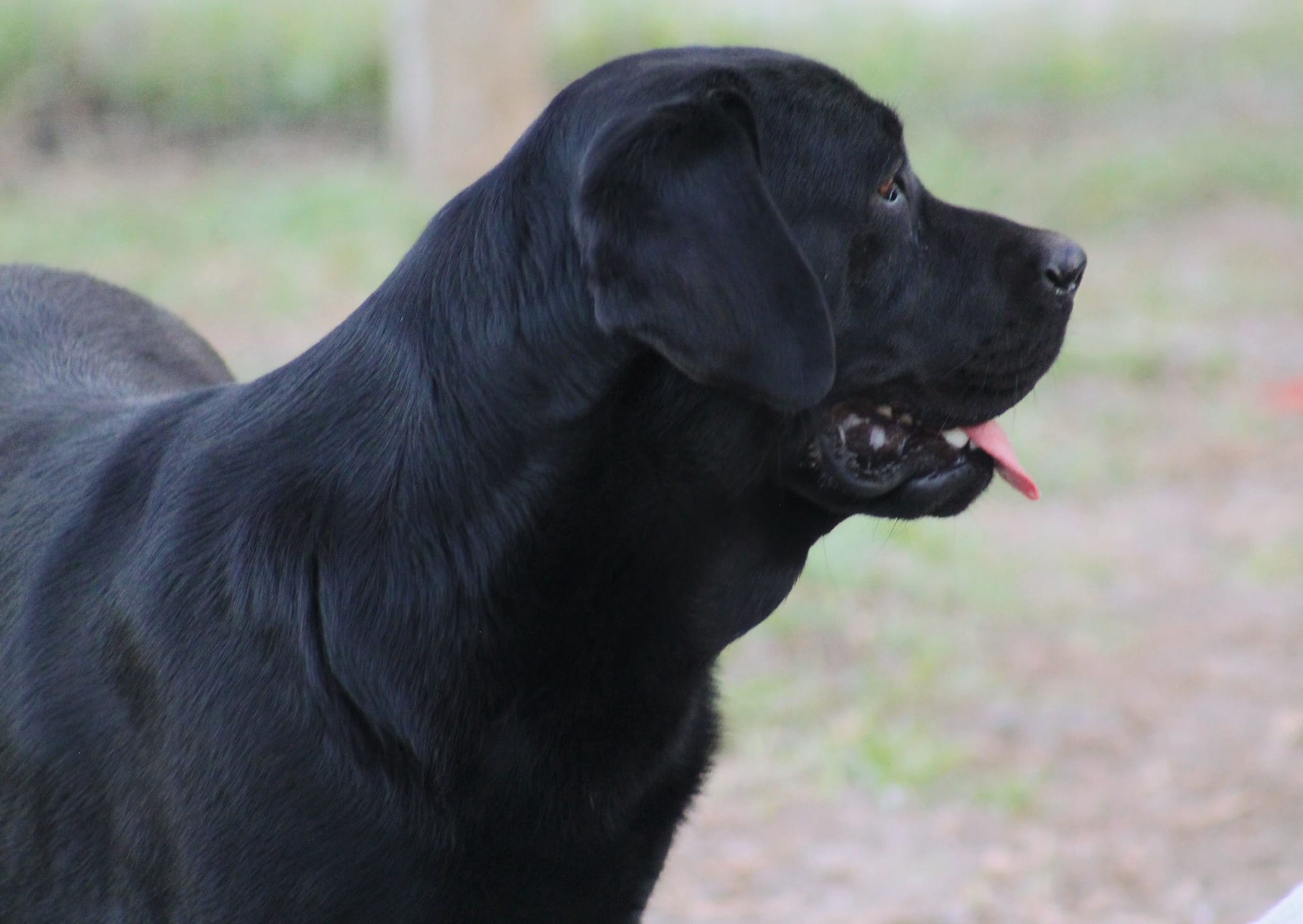 Penny Lane’s Lost In The Twyla Zone