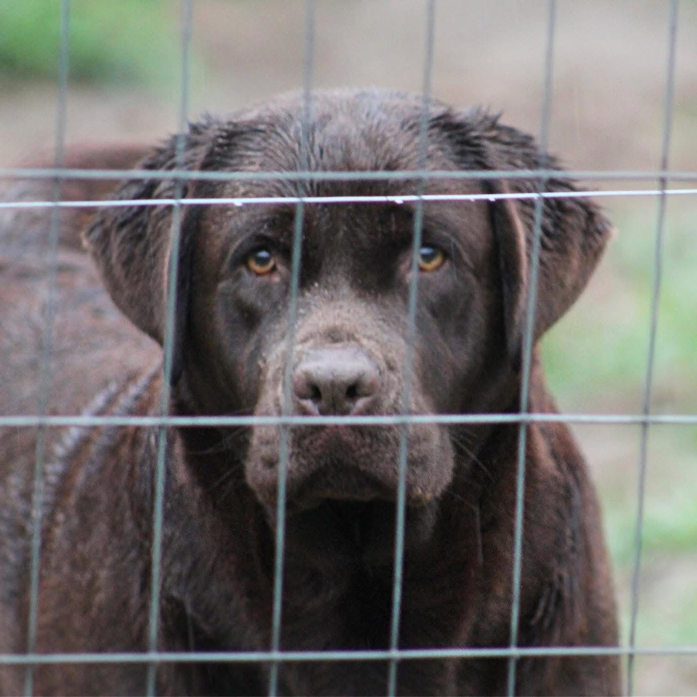 Quail Meadow’s Ladybug Love At Penny Lane