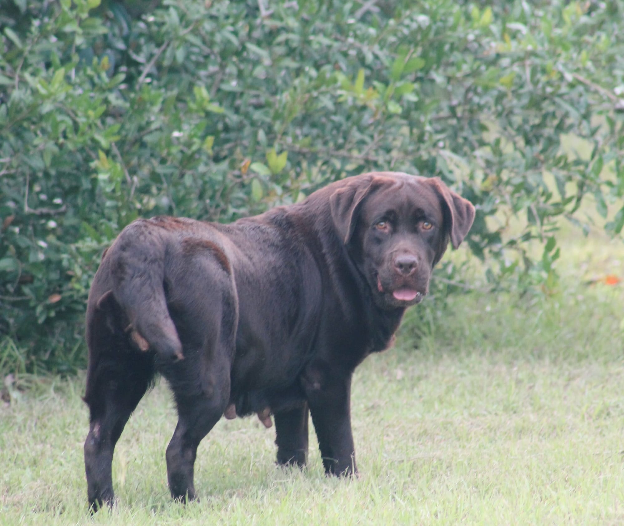 Quail Meadow’s Ladybug Love At Penny Lane