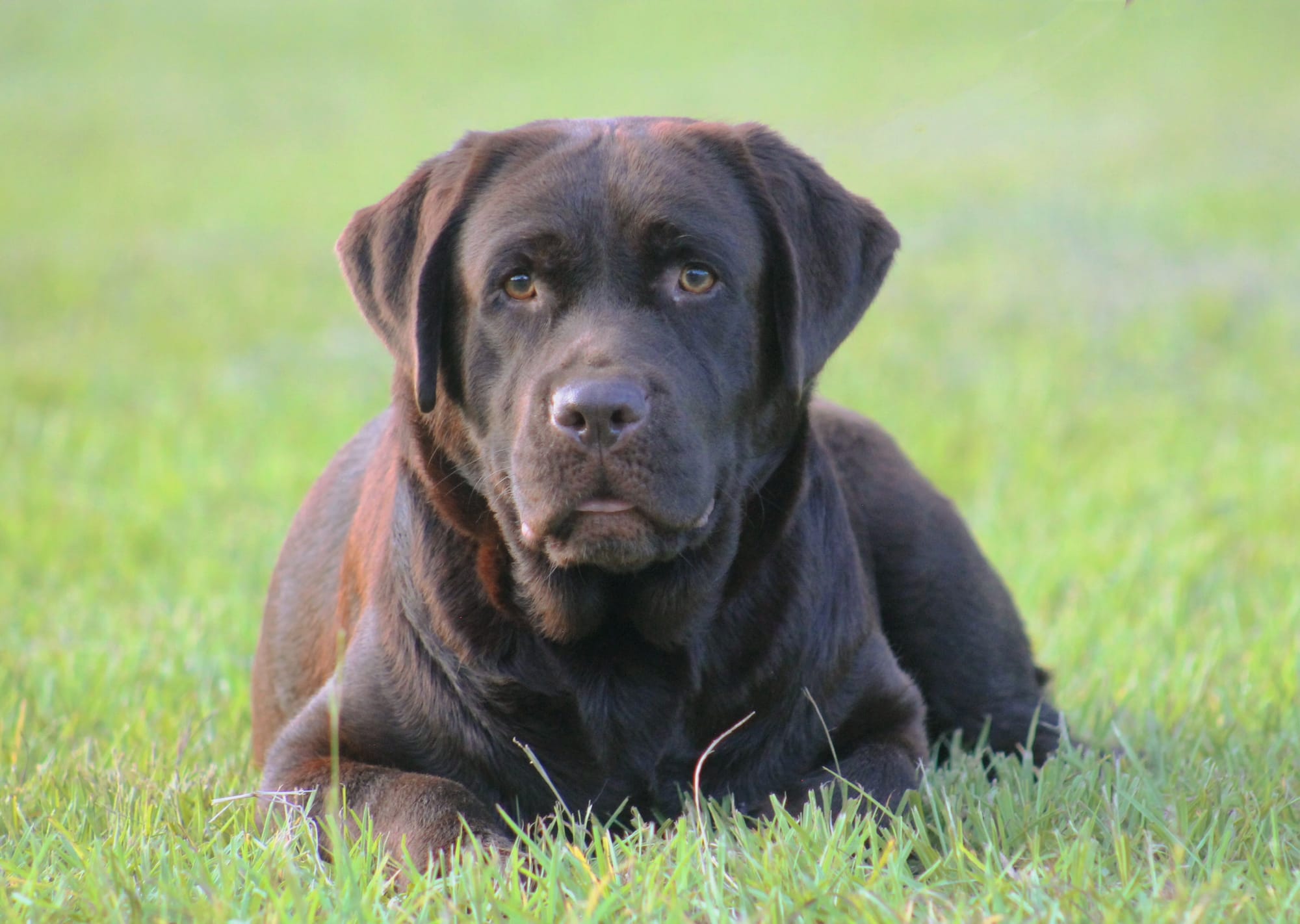 Quail Meadow’s Ladybug Love At Penny Lane