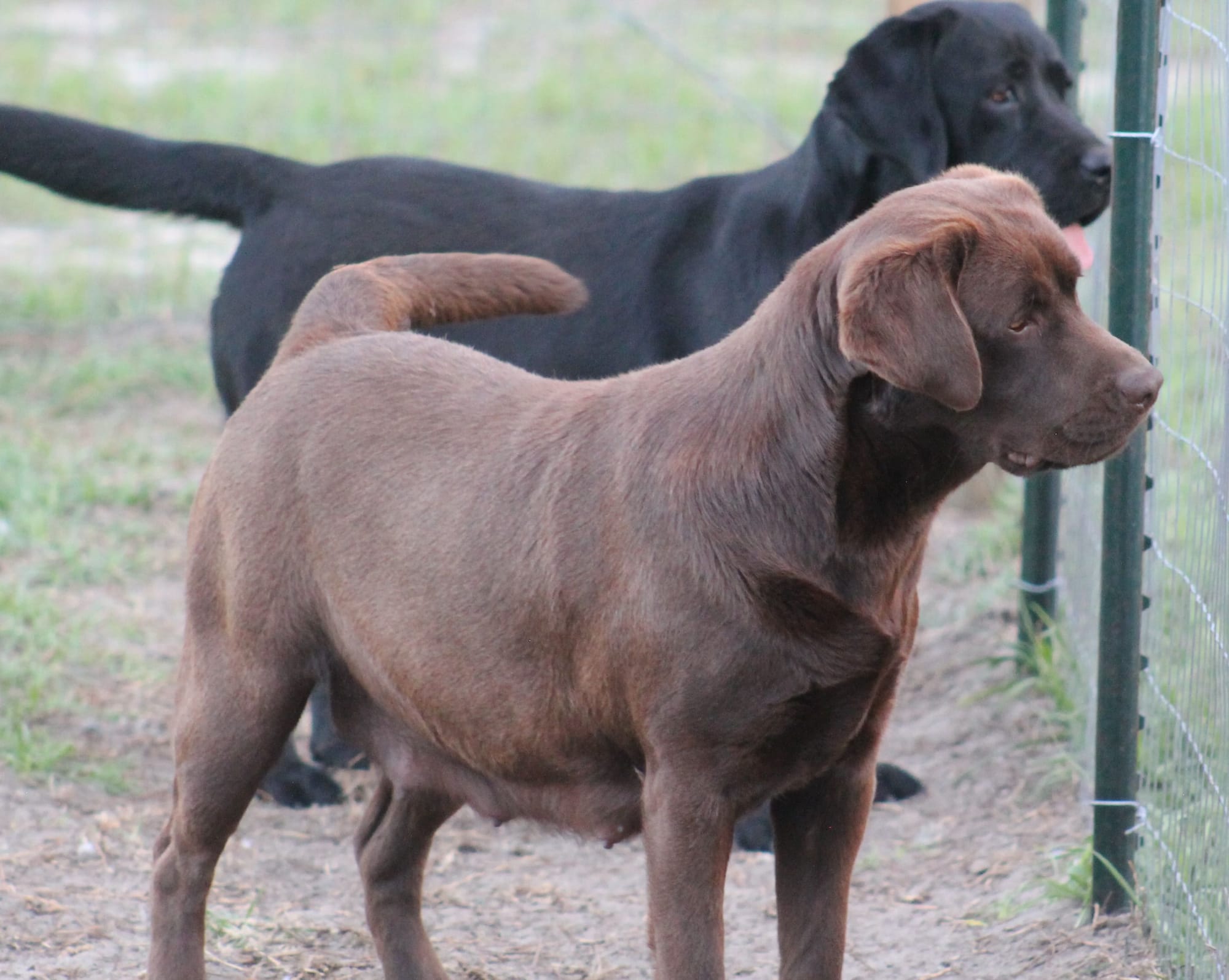 Penny Lane’s Mona Lisa Smile