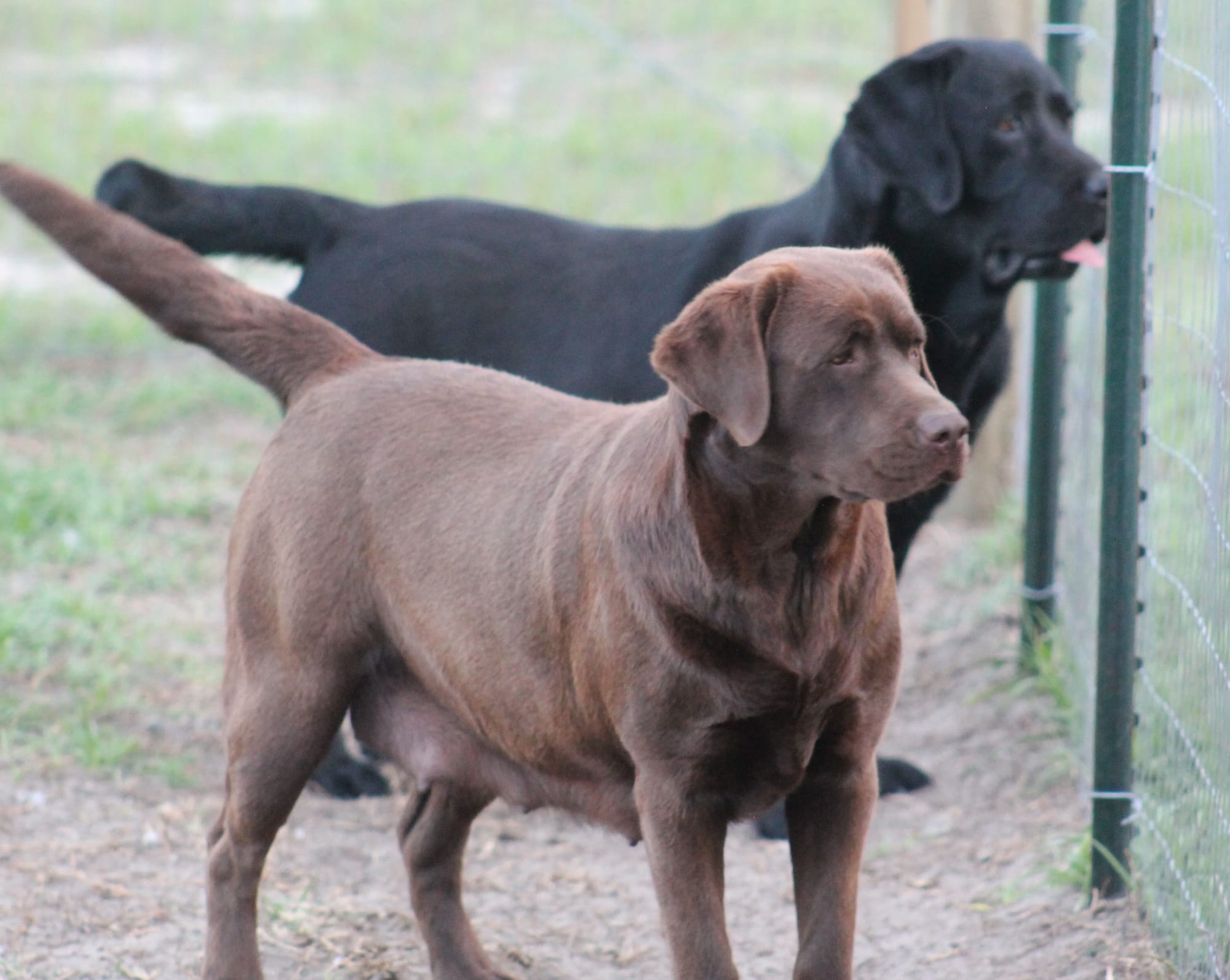 Penny Lane’s Mona Lisa Smile