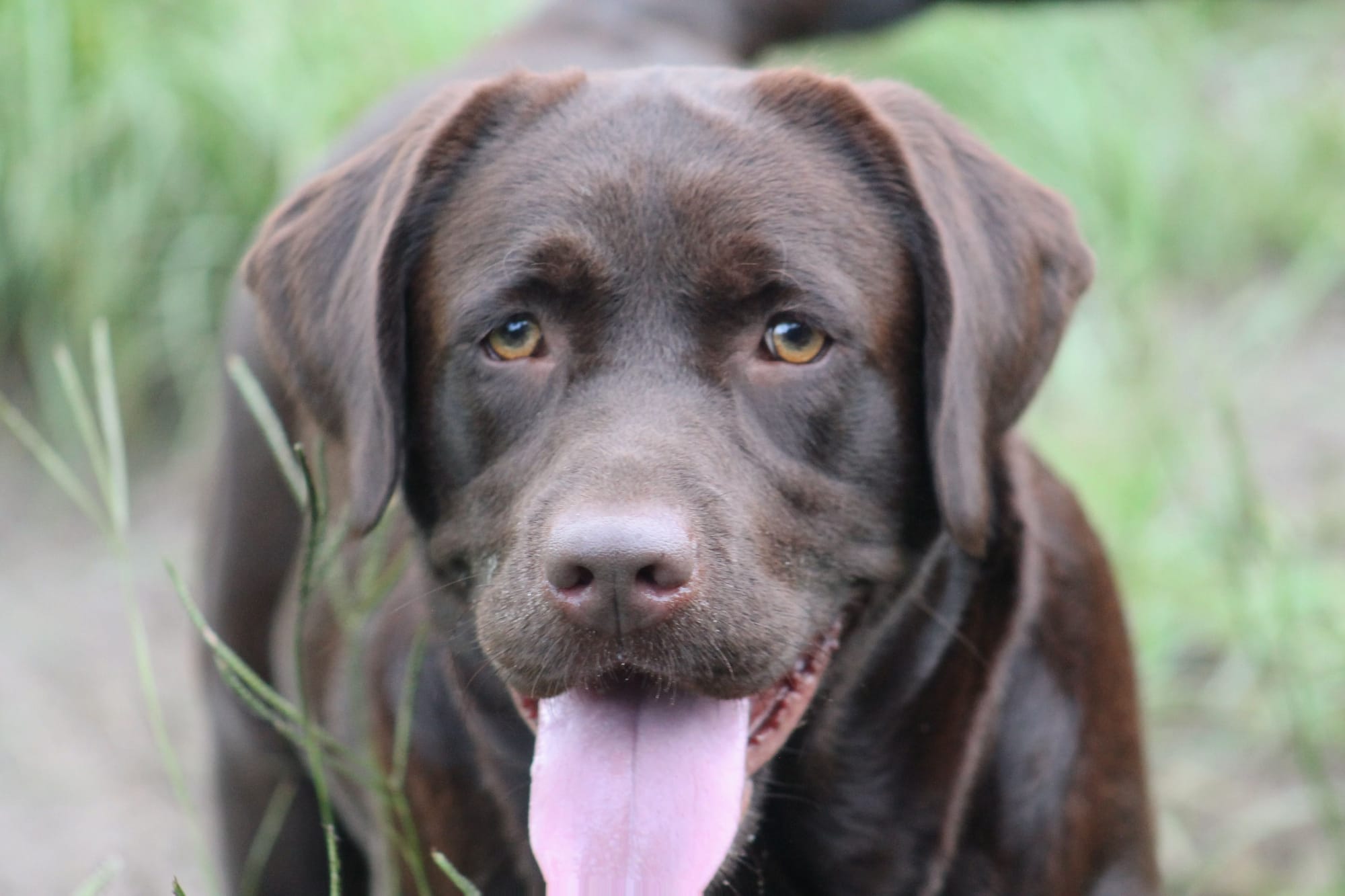 Penny Lane’s Mona Lisa Smile