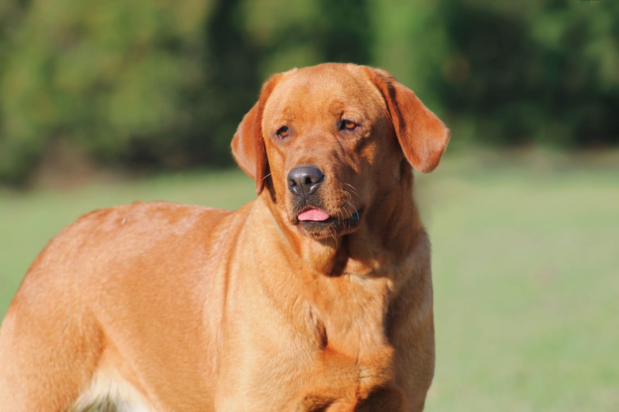 Penny Lane’s Anne Of Avonlea 