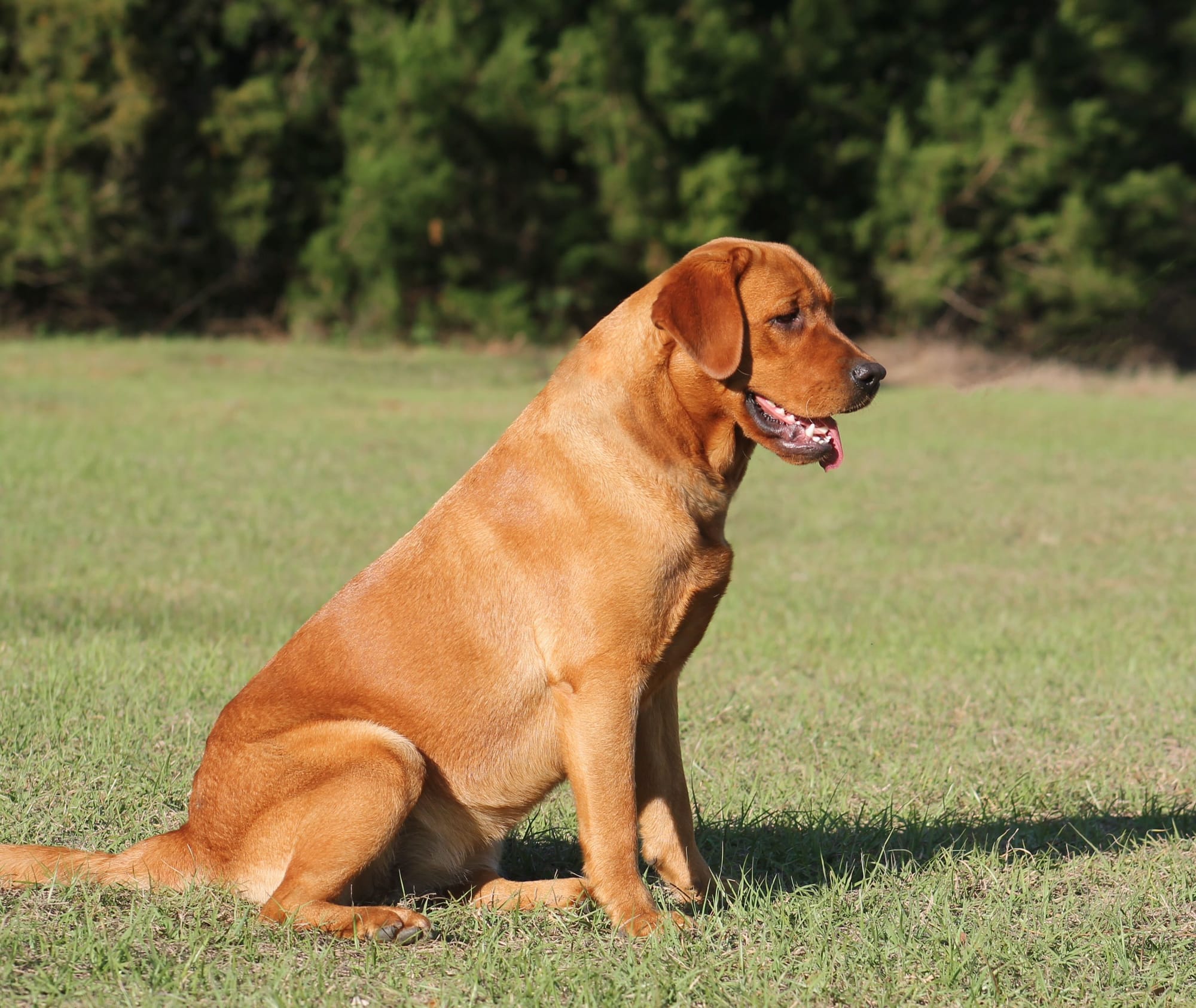 Penny Lane’s Anne Of Avonlea 