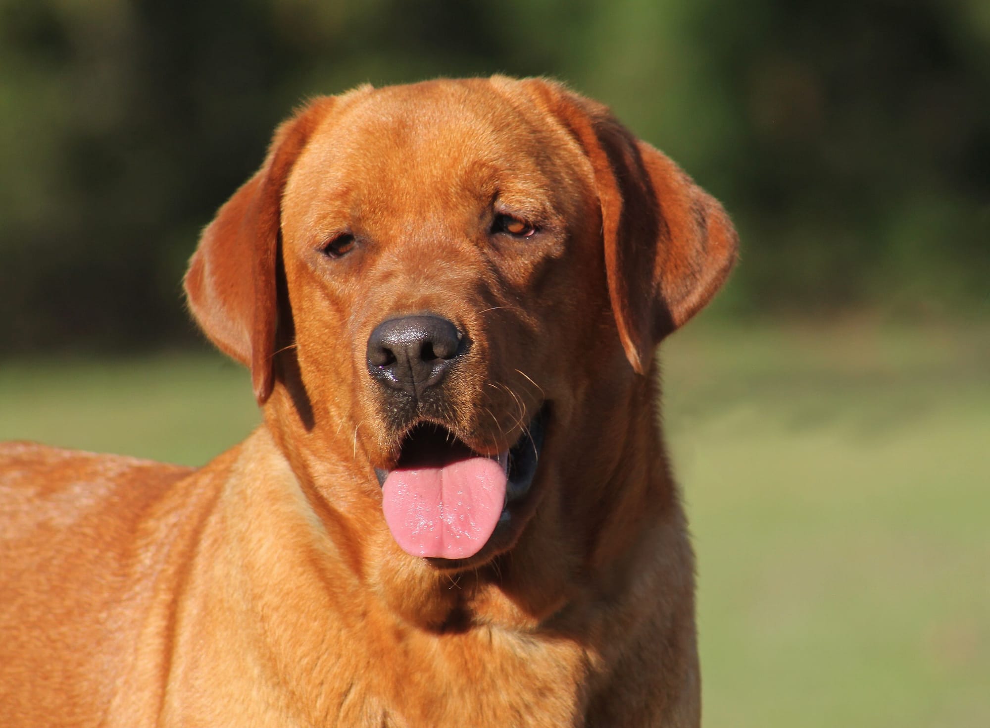 Penny Lane’s Anne Of Avonlea 