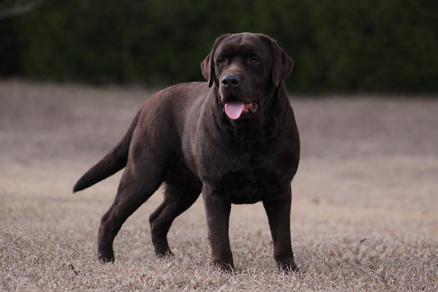 Enlightened’s Gilbert The Gallant Of Penny Lane