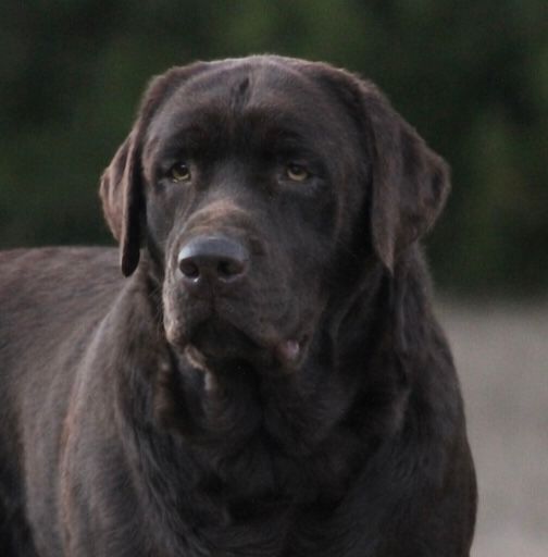 Enlightened’s Gilbert The Gallant Of Penny Lane