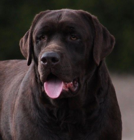 Enlightened’s Gilbert The Gallant Of Penny Lane