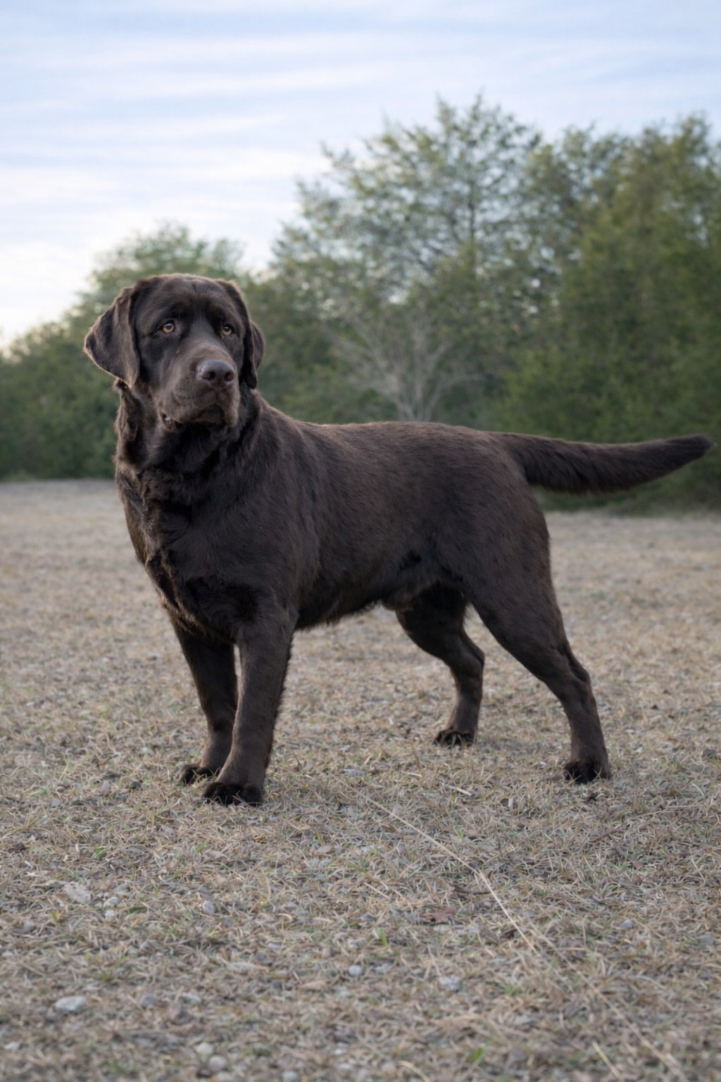 Enlightened’s Gilbert The Gallant Of Penny Lane