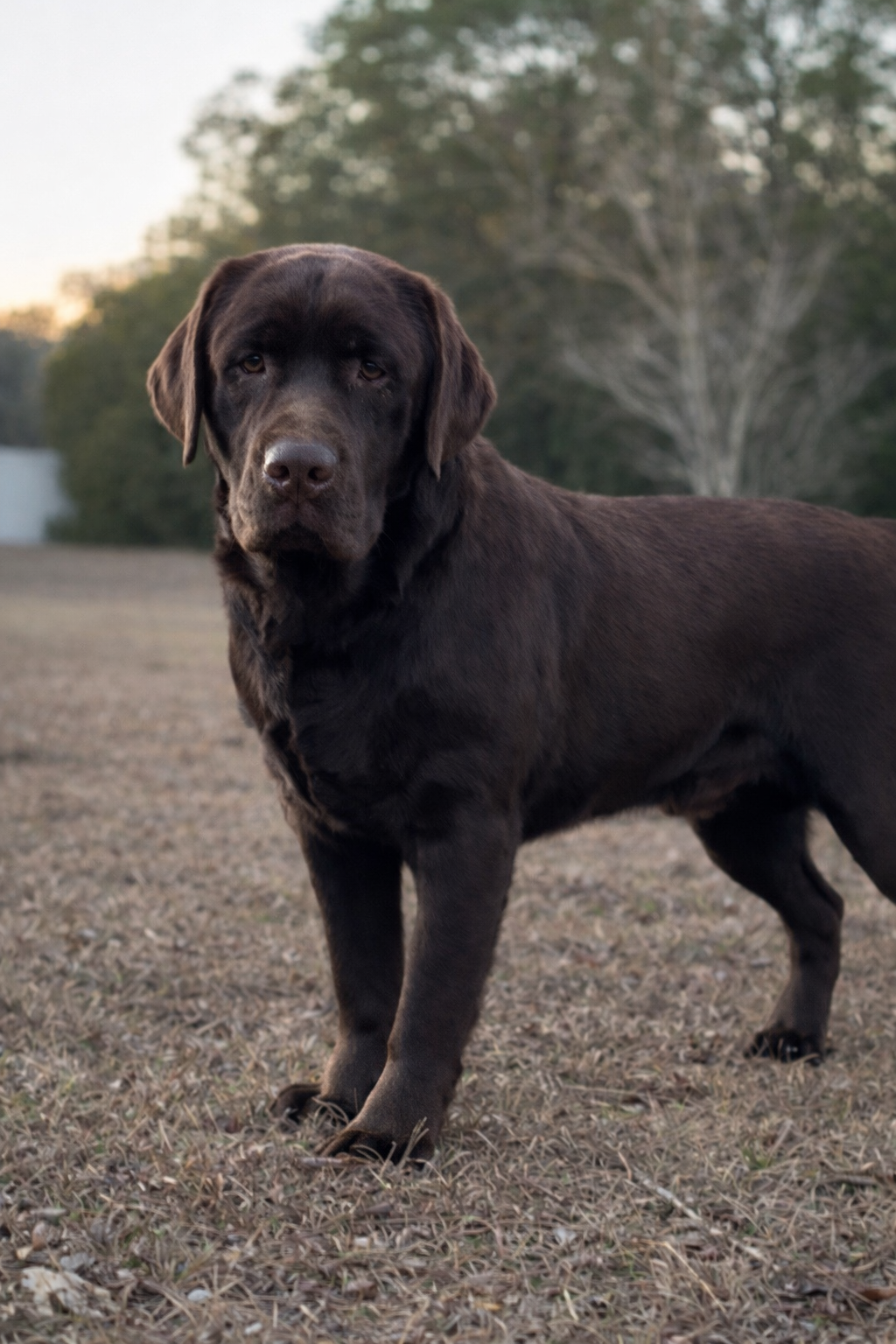 Enlightened’s Gilbert The Gallant Of Penny Lane