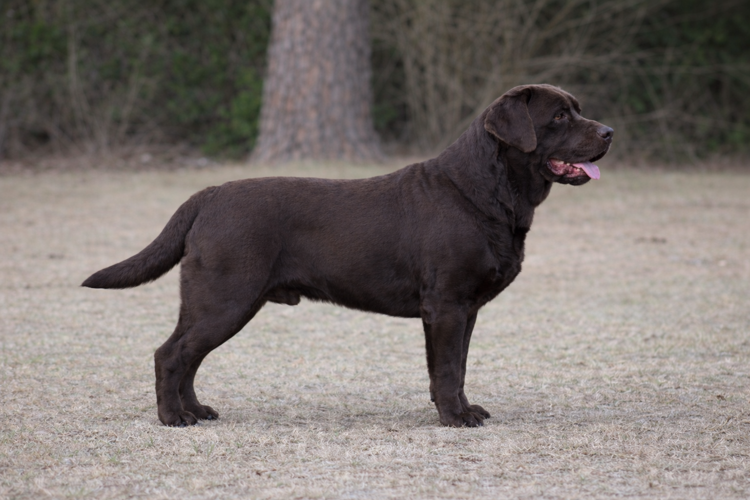 Enlightened’s Gilbert The Gallant Of Penny Lane