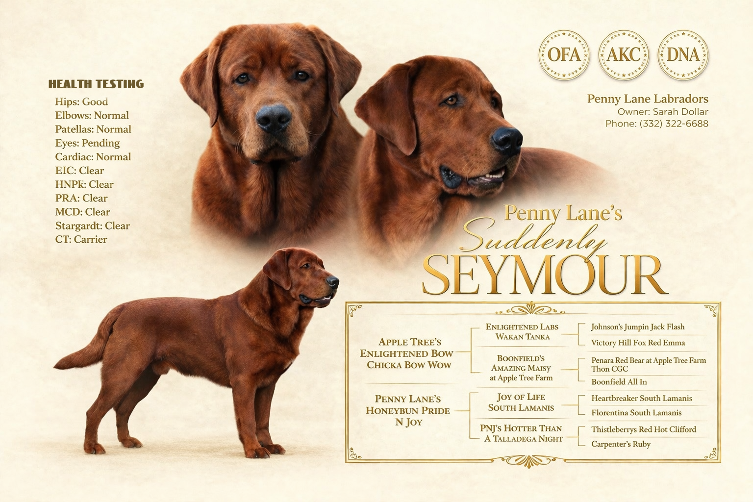 Penny Lane’s Suddenly Seymour