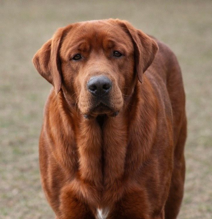 Penny Lane’s Suddenly Seymour