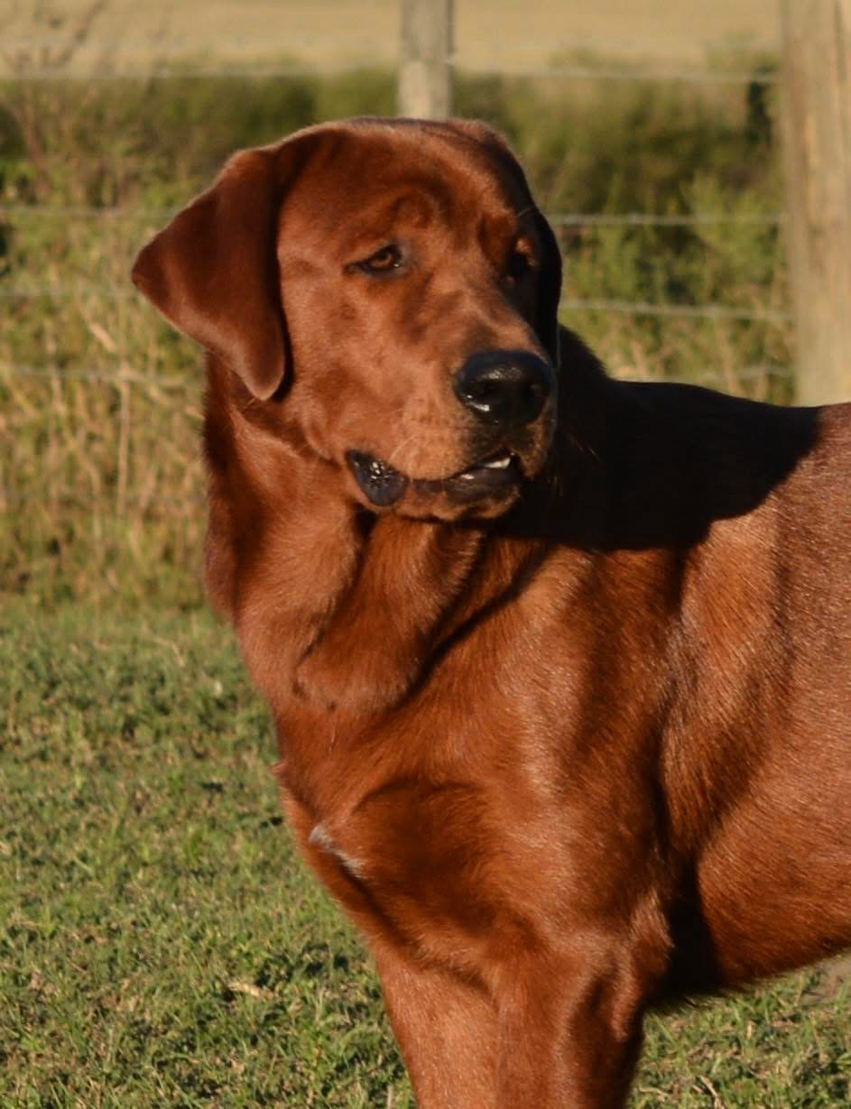 Penny Lane’s Suddenly Seymour