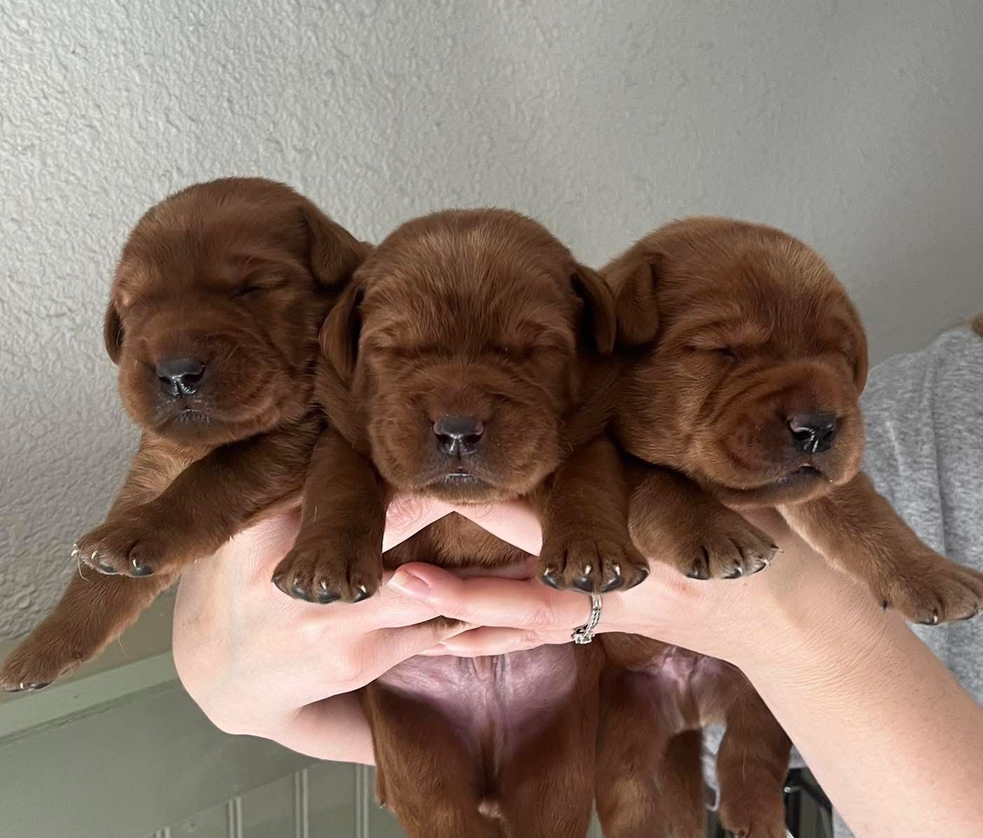 Penny Lane’s Suddenly Seymour