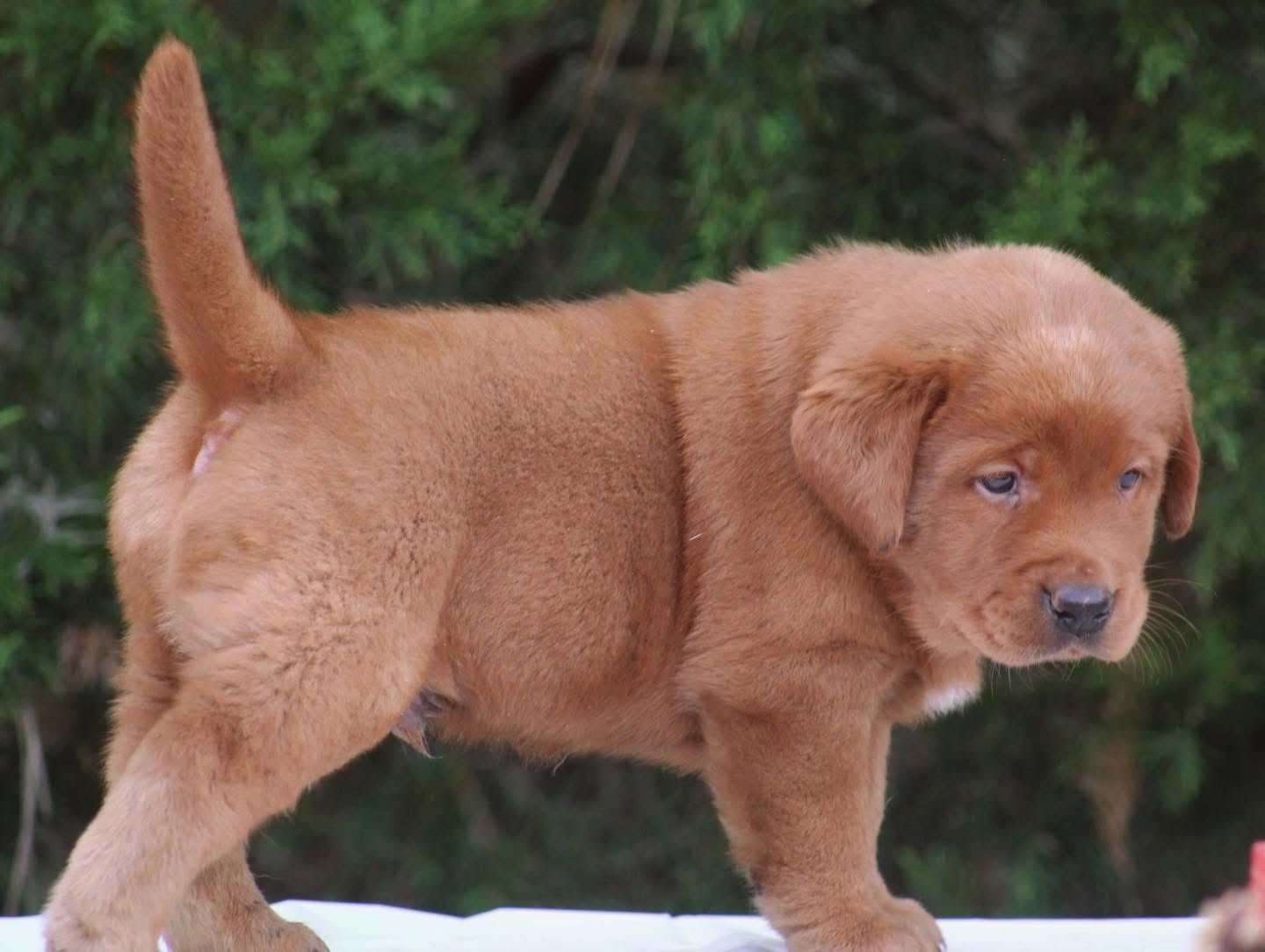 Penny Lane’s Suddenly Seymour