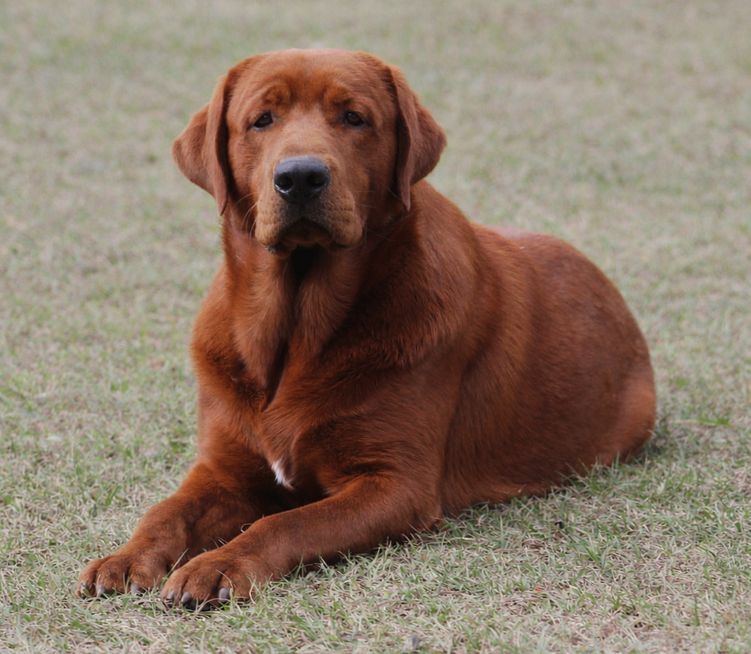 Penny Lane’s Suddenly Seymour