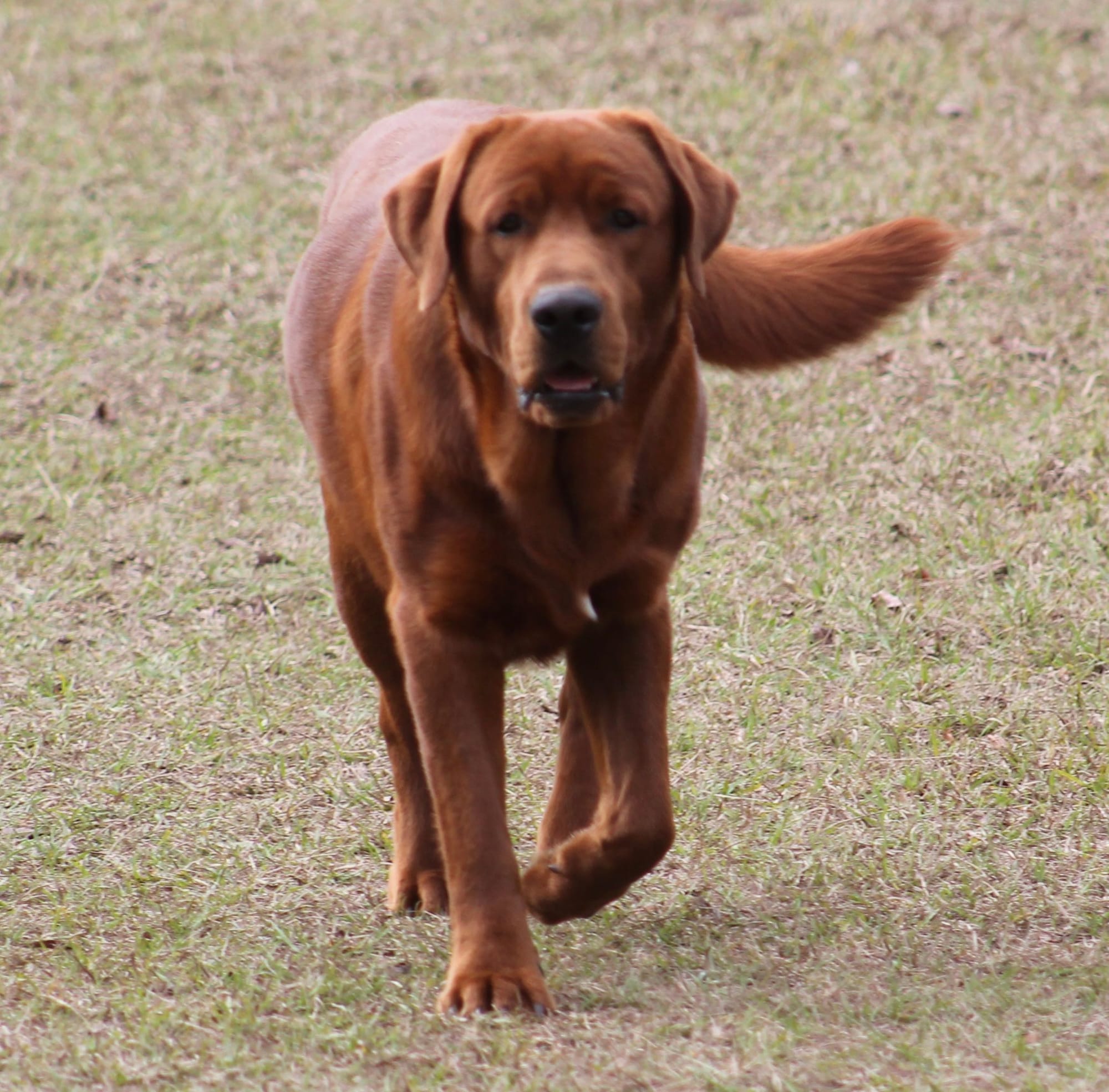 Penny Lane’s Suddenly Seymour