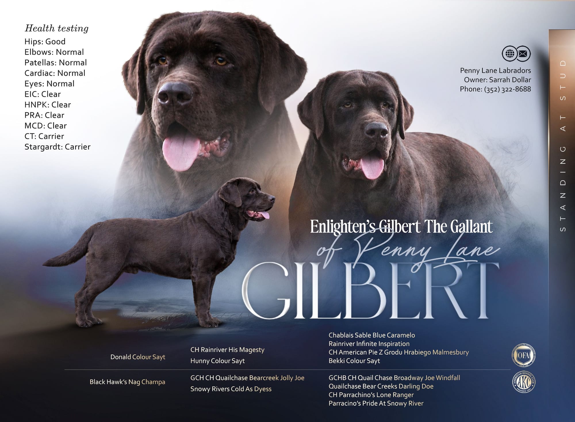 Enlightened’s Gilbert The Gallant Of Penny Lane