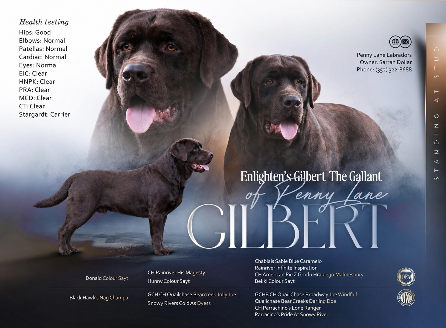 Enlightened’s Gilbert The Gallant Of Penny Lane