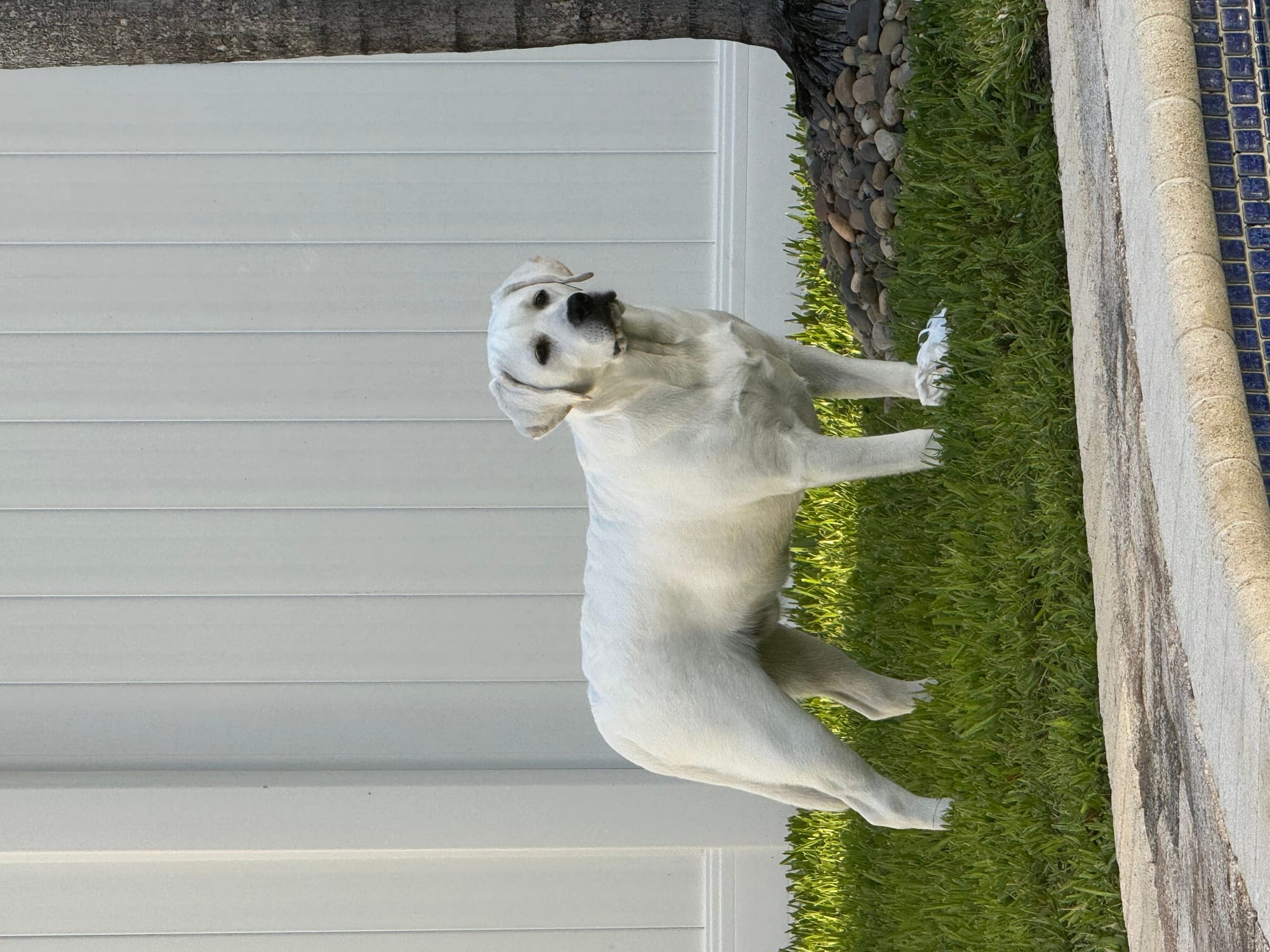 Past Baymax Puppies 