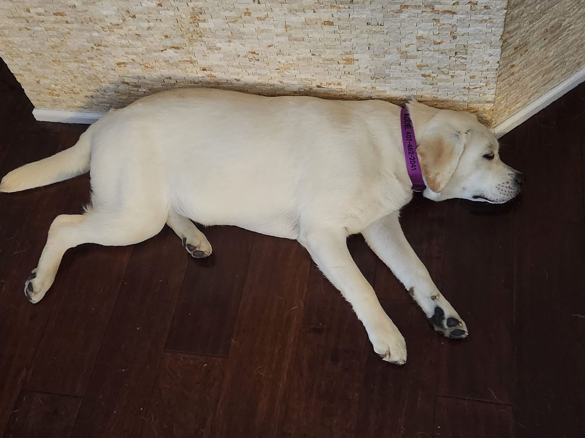 Past Baymax Puppies 
