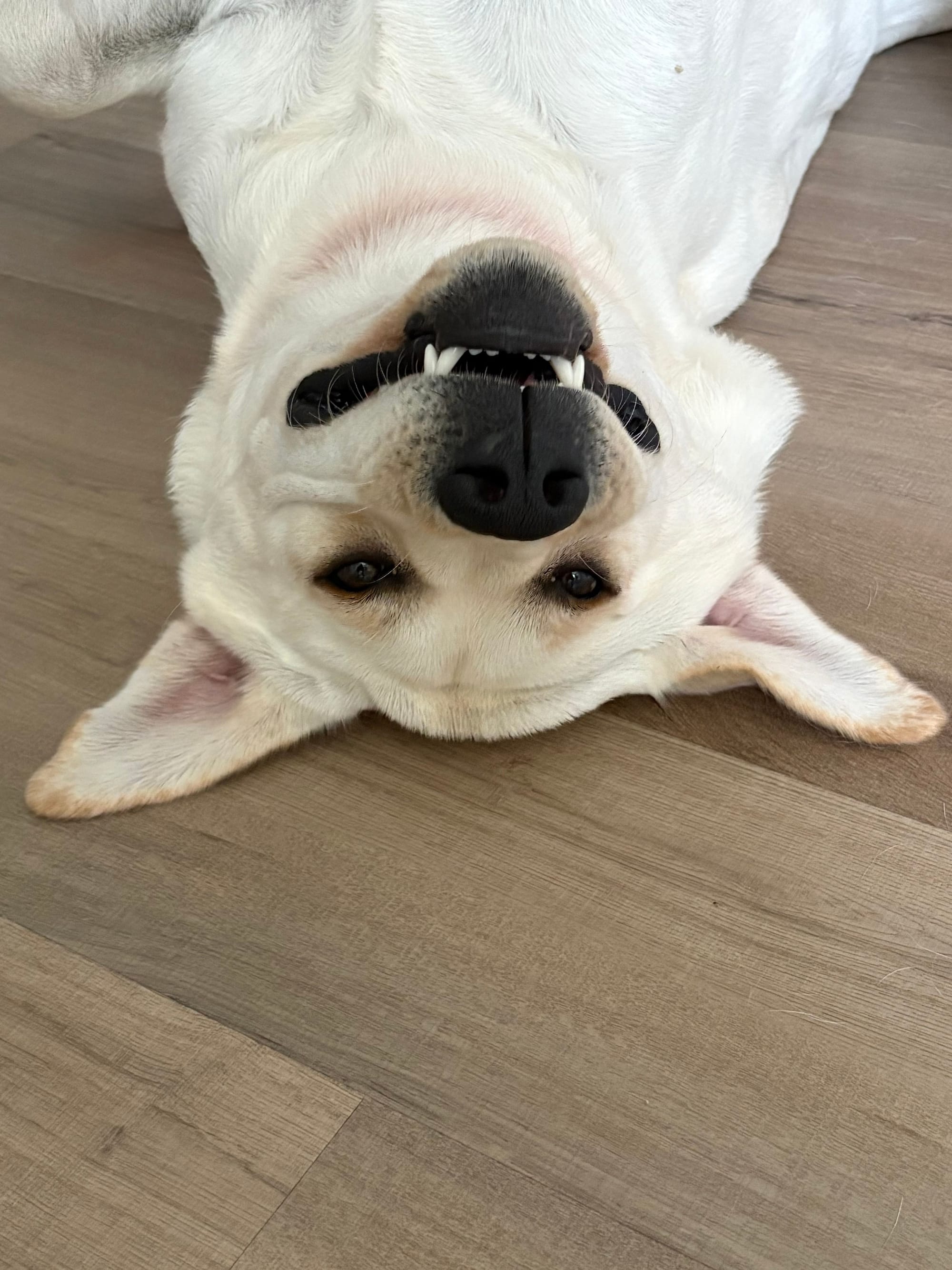 Past Baymax Puppies 