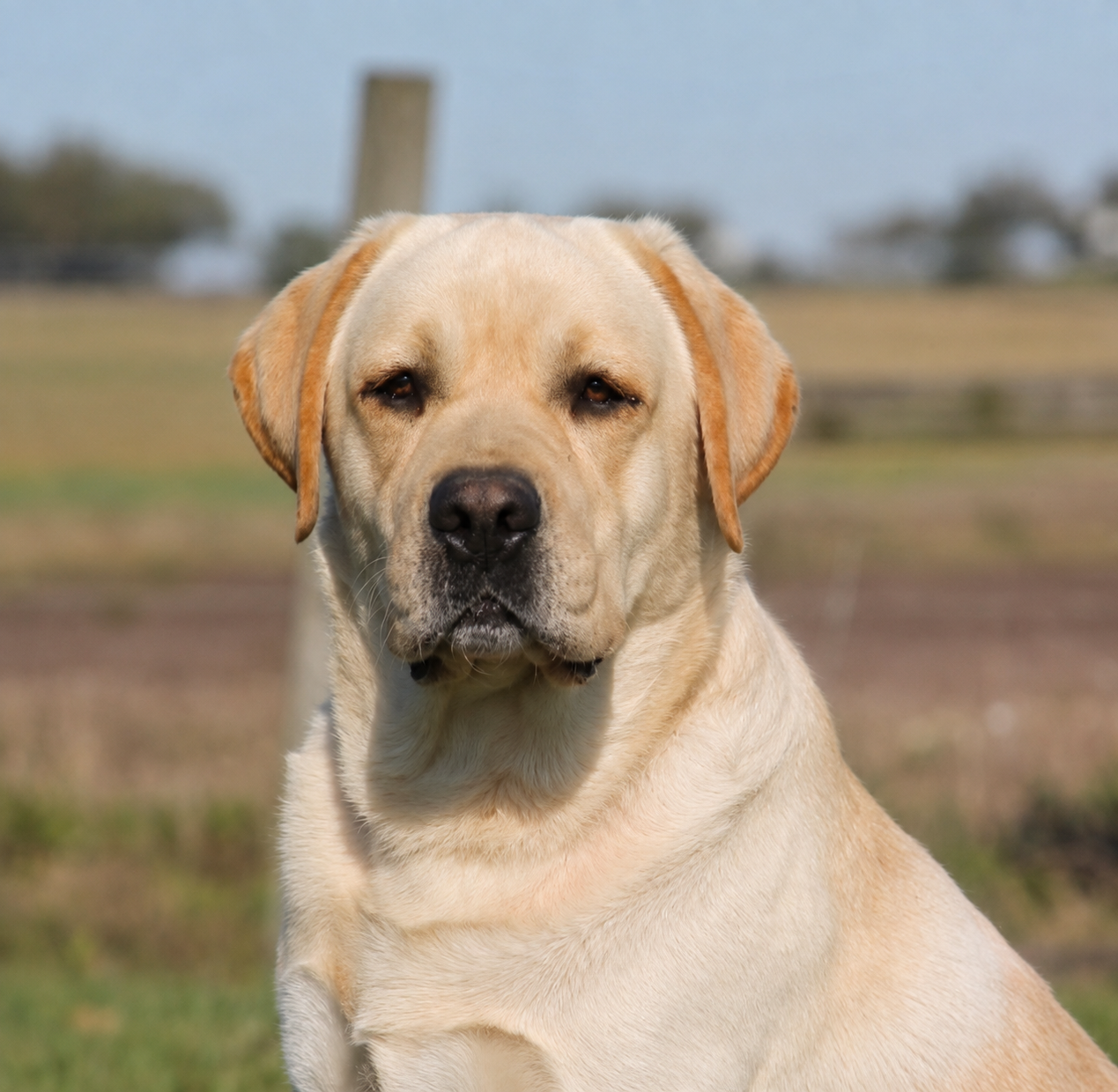 Penny Lane’s Frederick The Peaceful Ruler