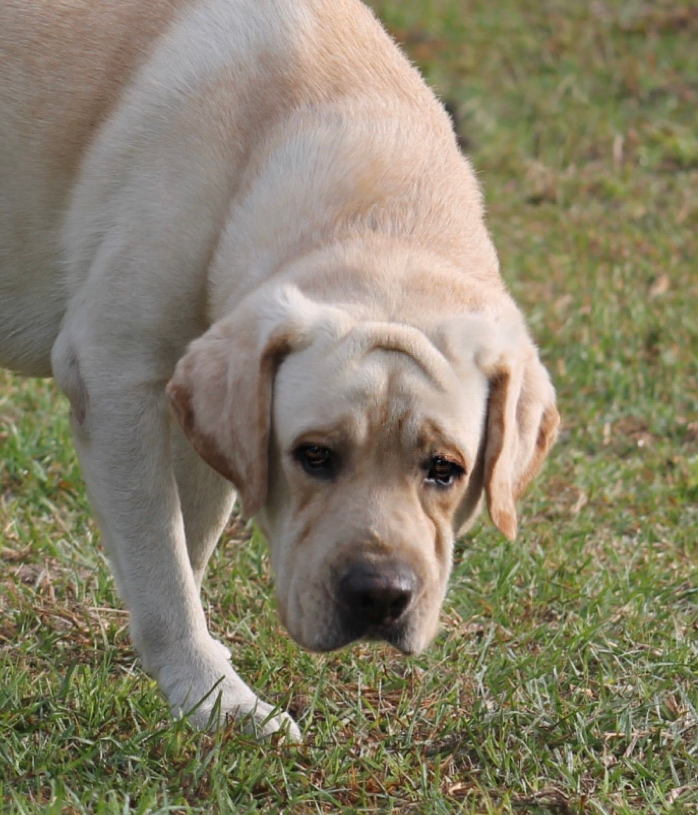Penny Lane’s Frederick The Peaceful Ruler