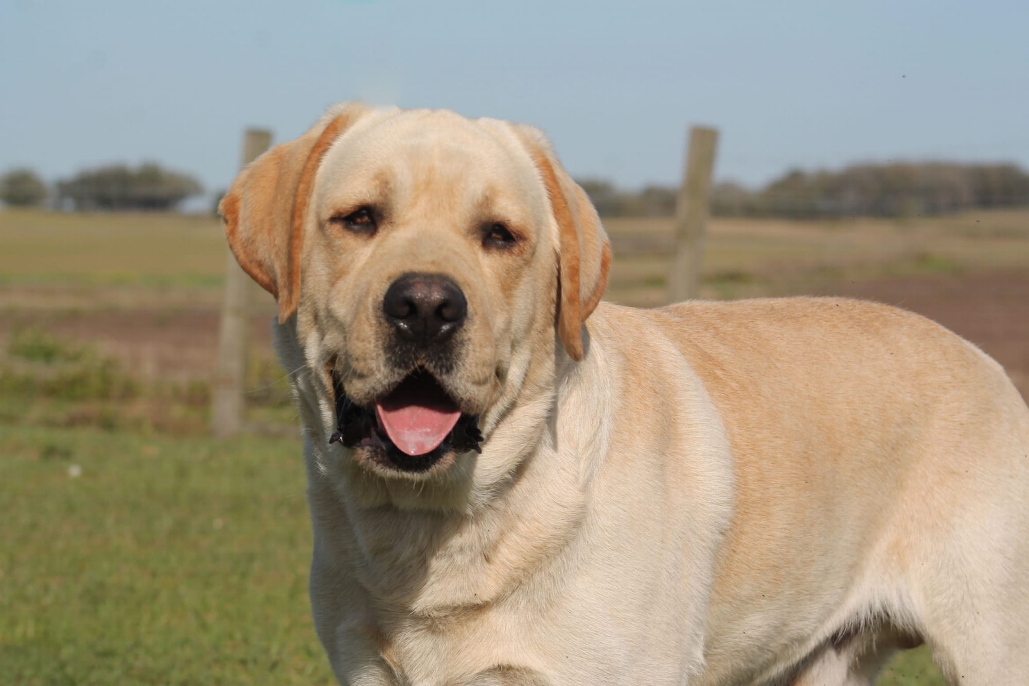 Penny Lane’s Frederick The Peaceful Ruler