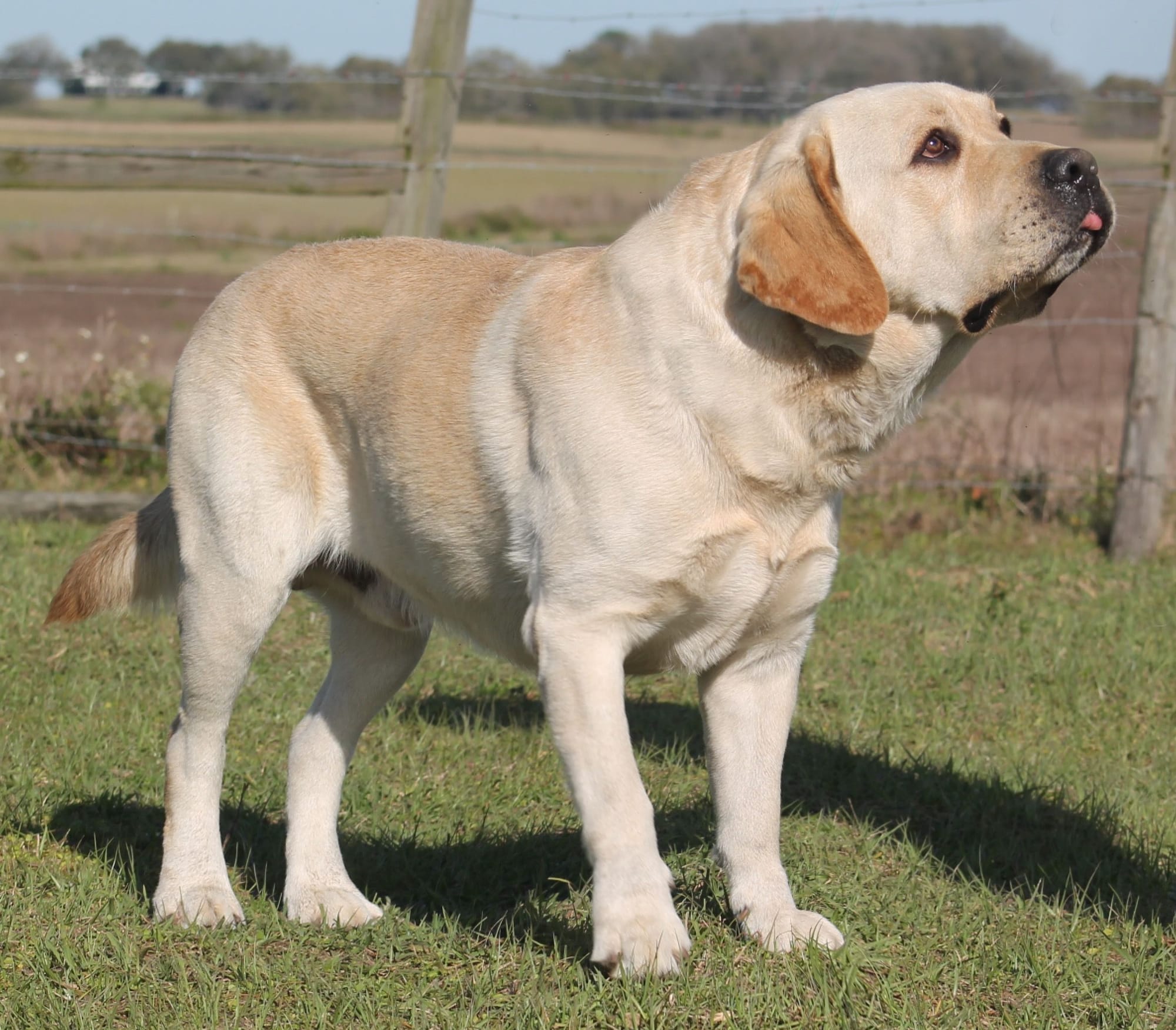 Penny Lane’s Frederick The Peaceful Ruler