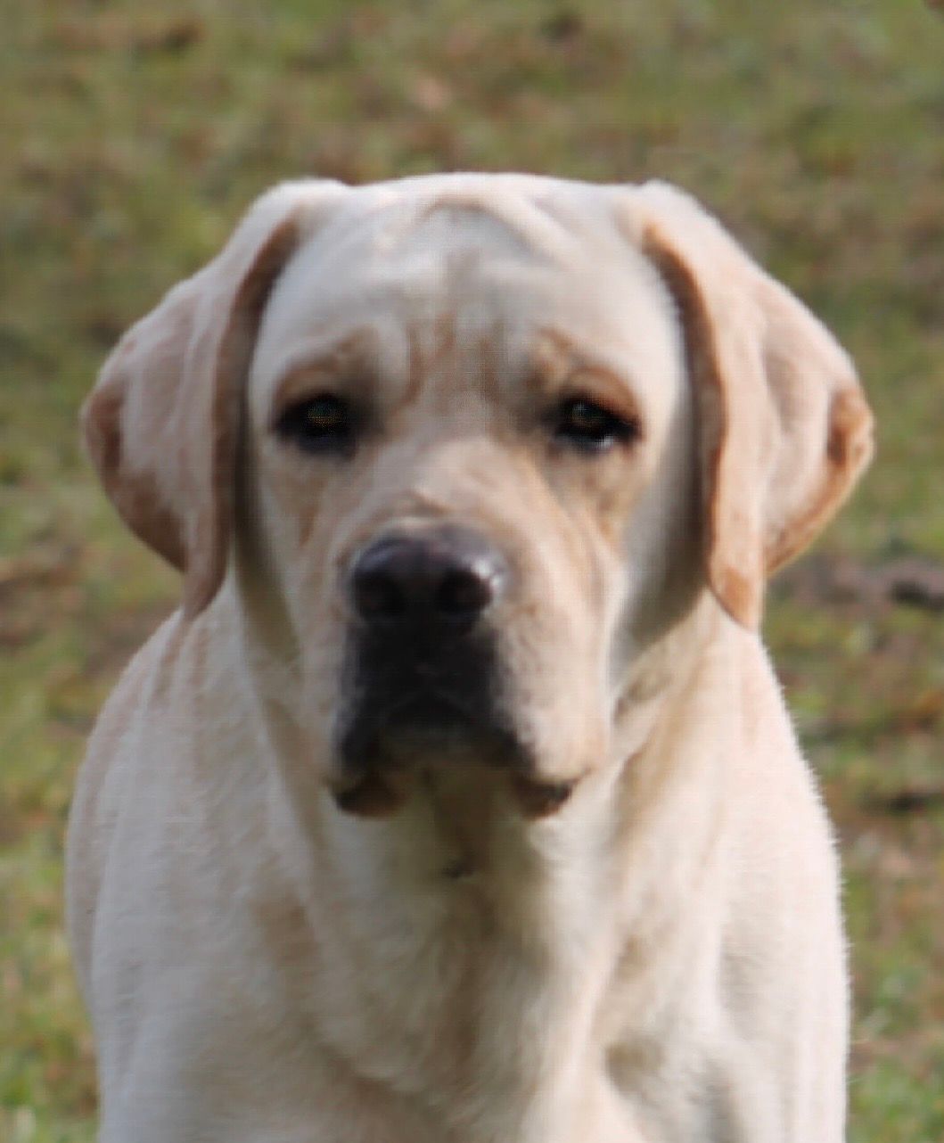 Penny Lane’s Frederick The Peaceful Ruler